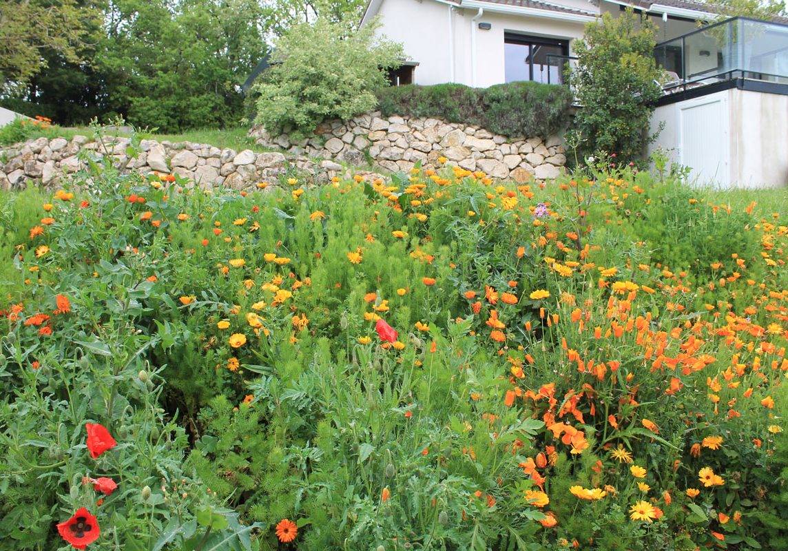 Prairie_fleurie1